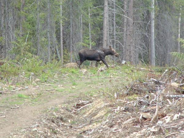 Photo of Alces alces by <a href="http://www.forestry.ubc.ca/resfor/afrf/">Alex Fraser Research Forest</a>